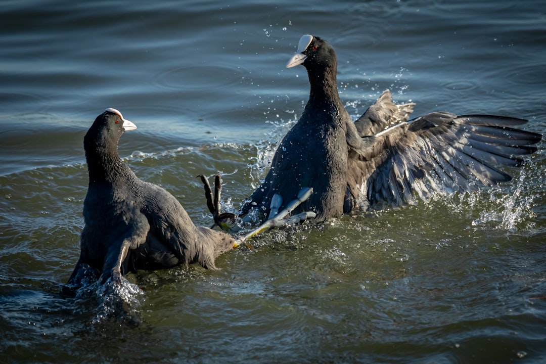 3 black birds on body of water during daytime