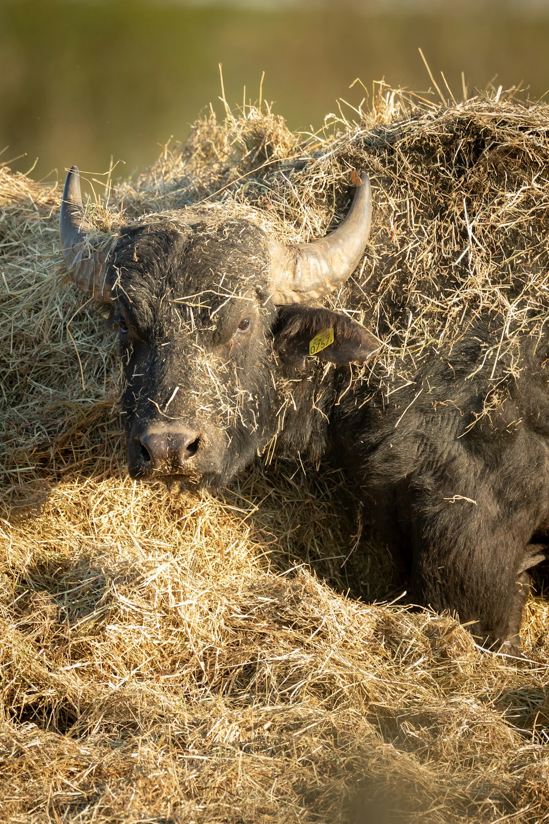 black water buffalo on brown grass field