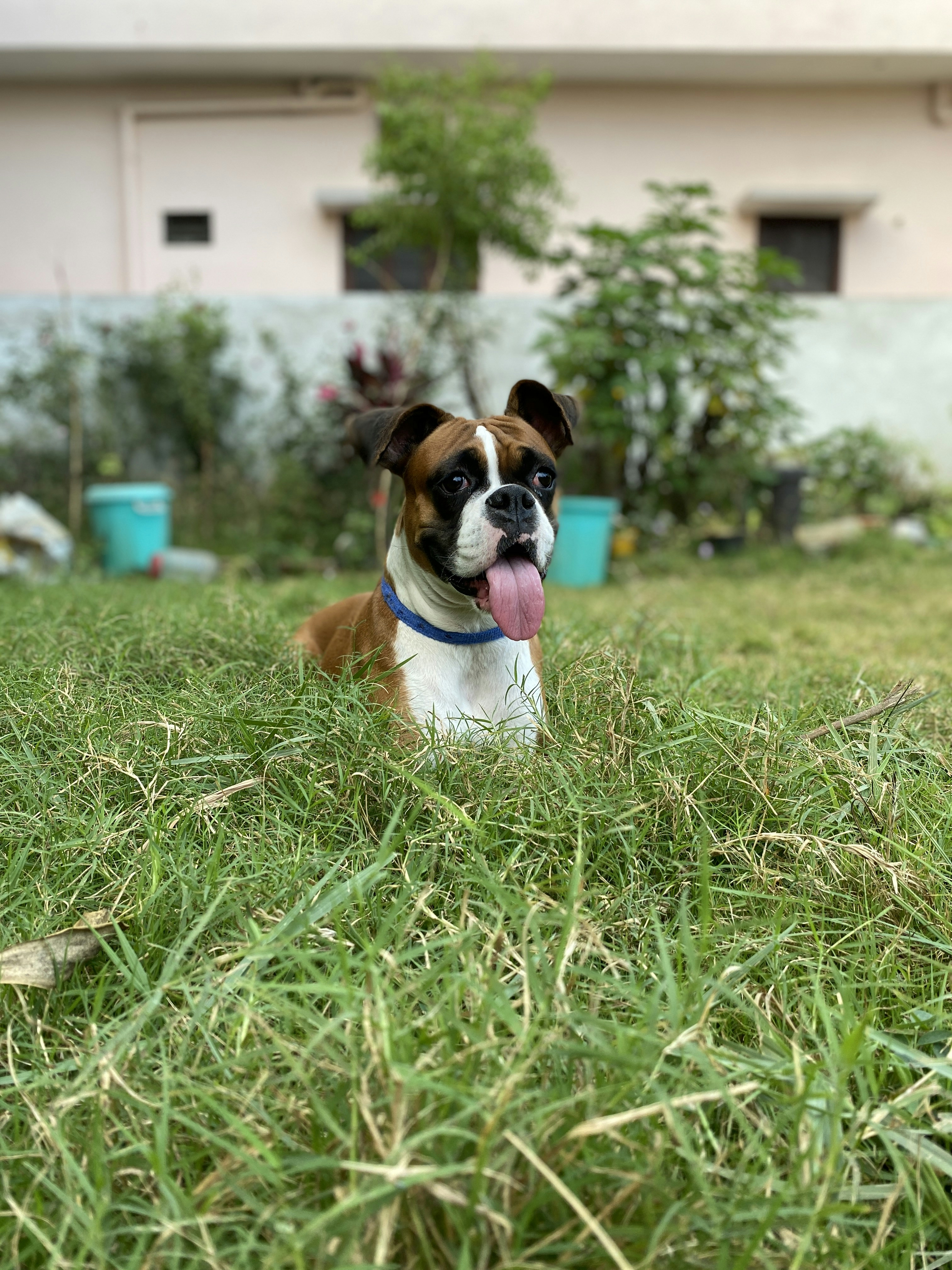 brown and white short coated dog on green grass field during daytime