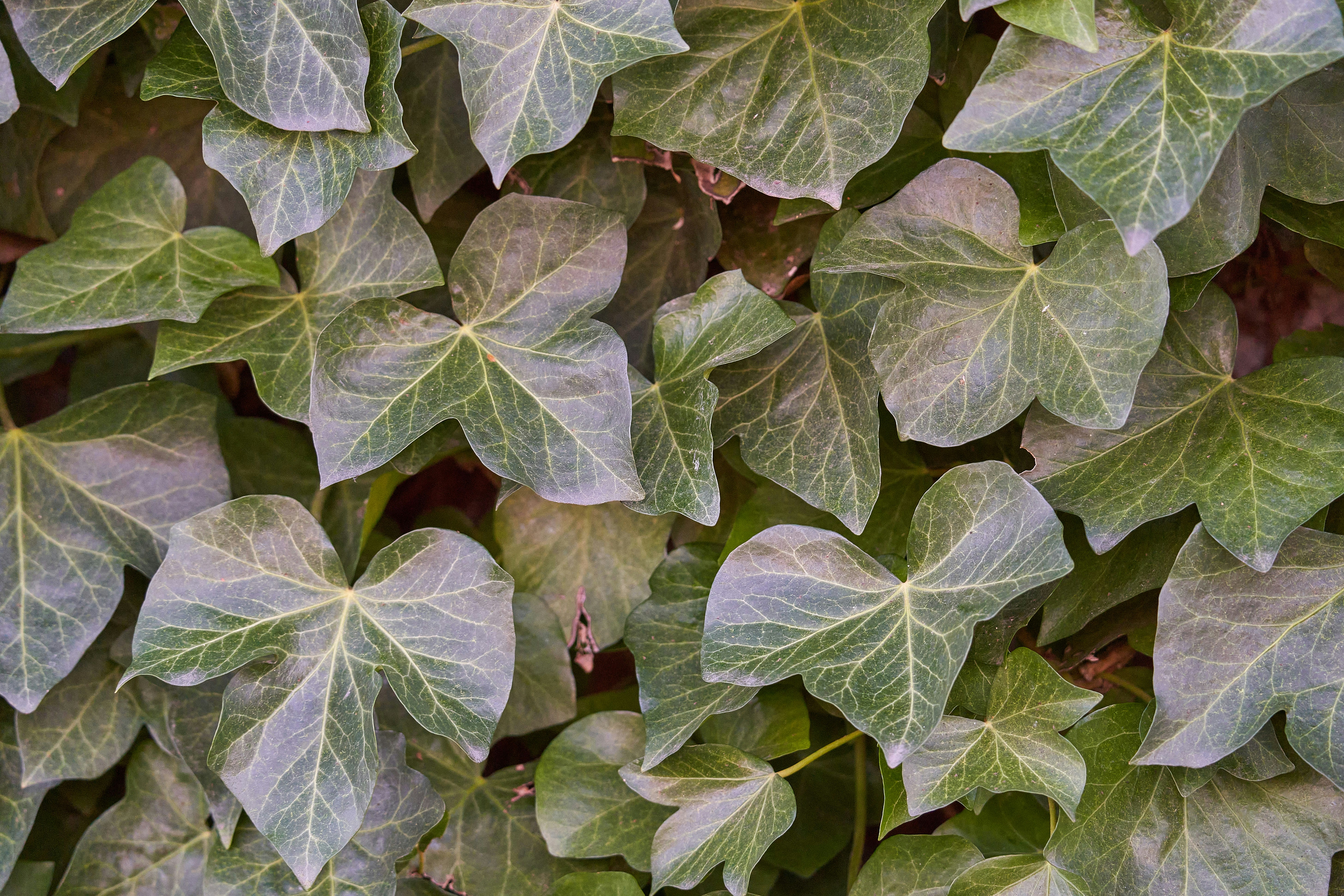 Photo by wolfgang_hasselmann