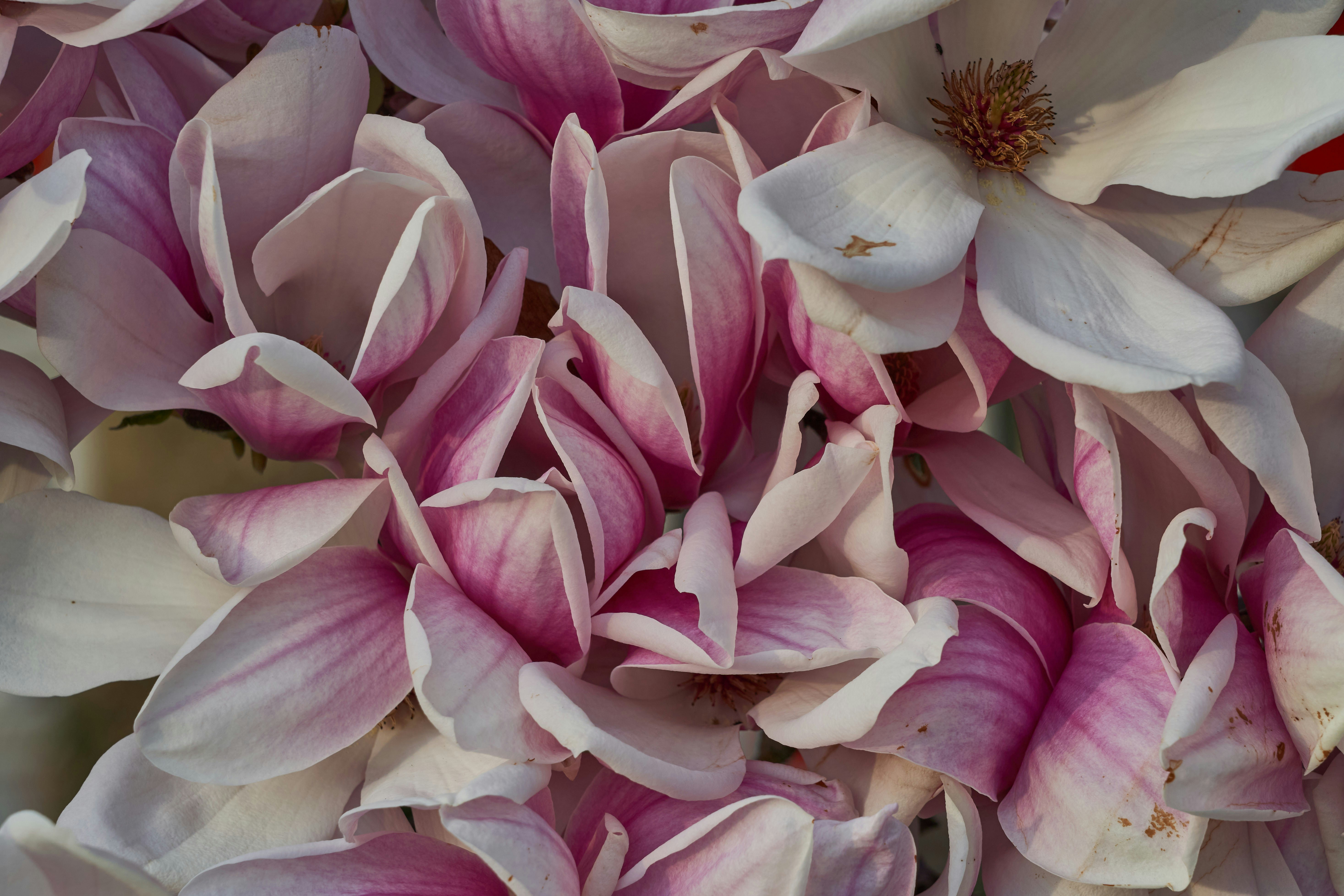 Photo by wolfgang_hasselmann