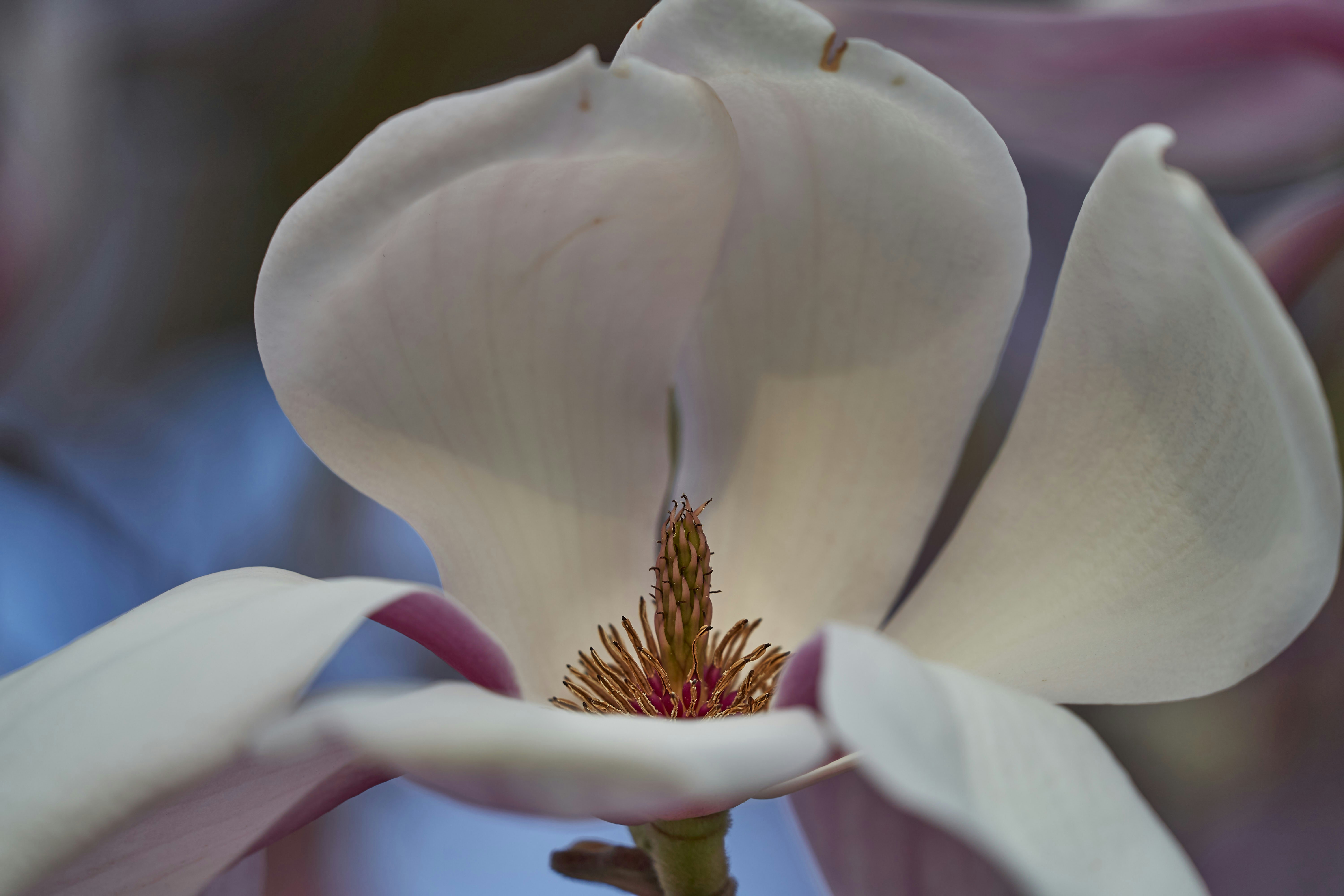 Photo by wolfgang_hasselmann