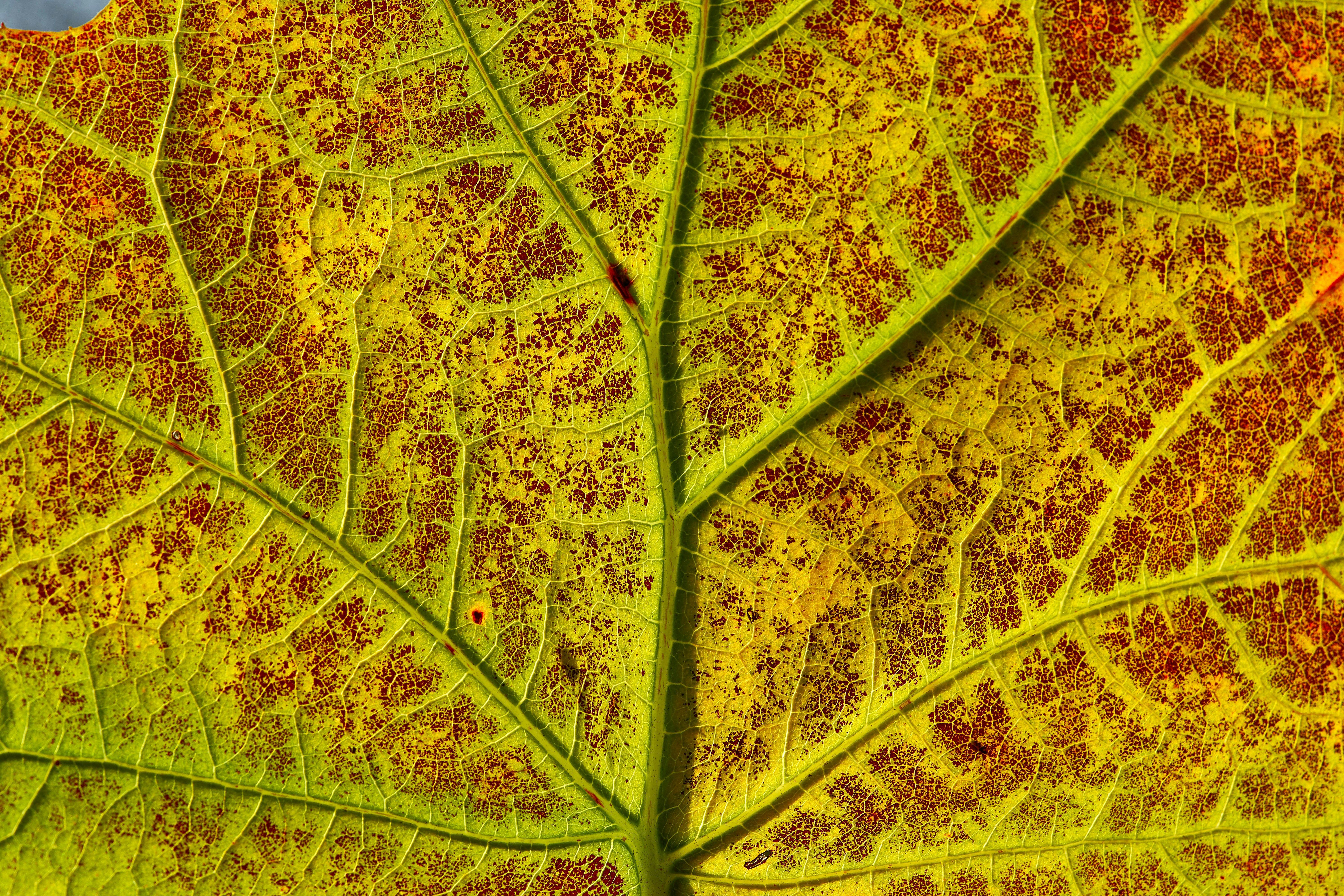 Photo by wolfgang_hasselmann