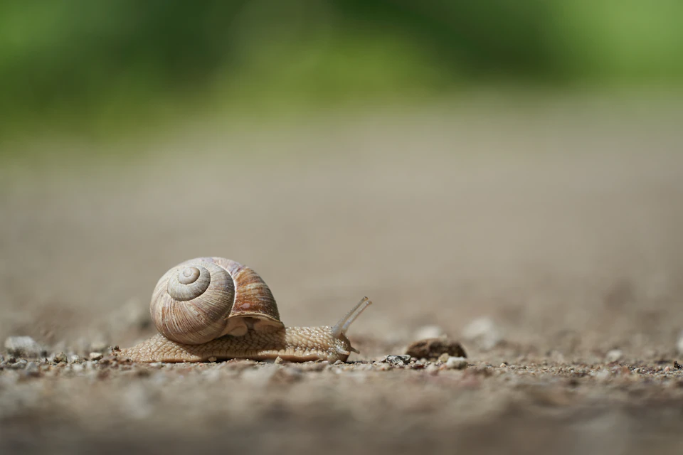 The image shows a small snail making its way across a gravel path. The snail, with its brown shell and white spiral pattern on top, is moving towards the right side of the frame. The background appears to be a blurred green landscape, providing a natural setting for the snail's journey.