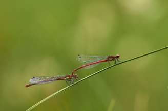 Two dragonflies with bright red bodies rest on a slender green stalk against a blurred green background. Their delicate wings, intricately patterned, are parallel to the stalk, showcasing their intricate beauty.