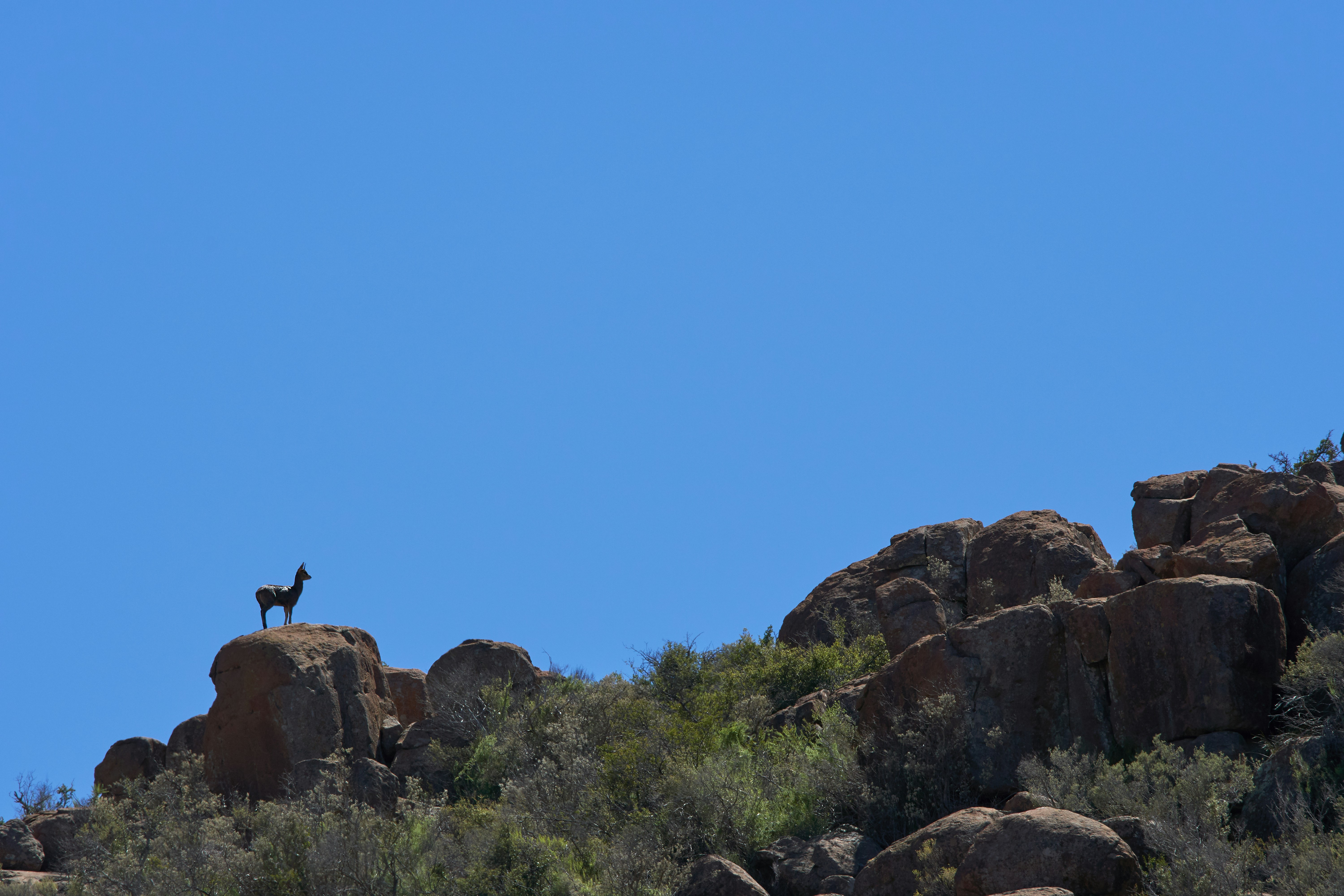 Photo by wolfgang_hasselmann