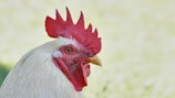 white chicken on green grass field during daytime
