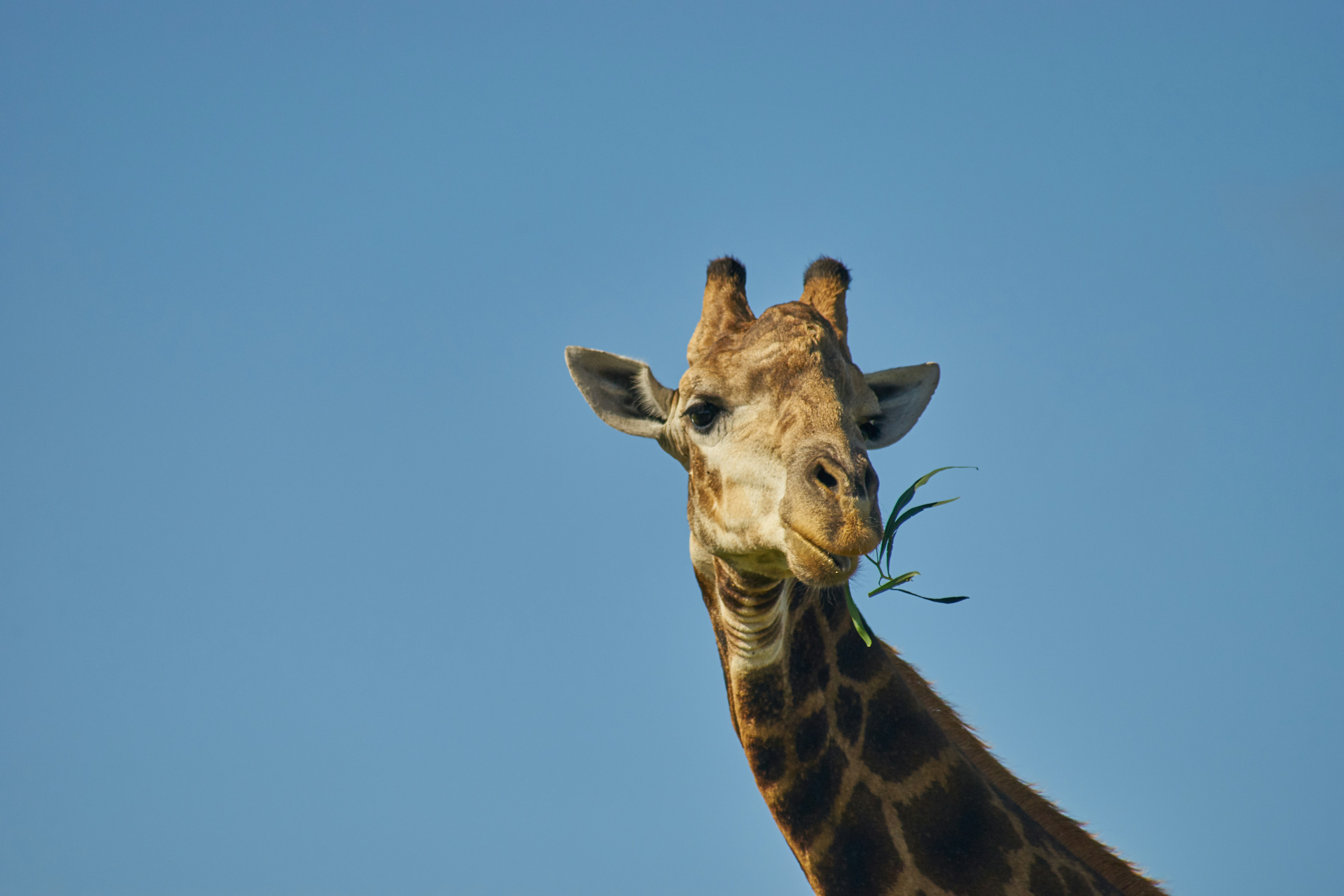 Photo by wolfgang_hasselmann