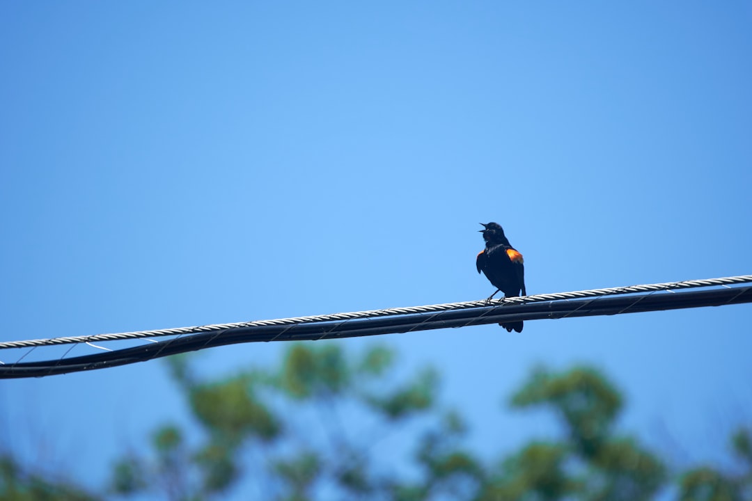 black and orange bird on brown wooden stick during daytime