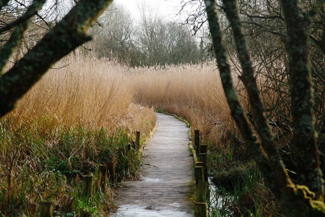 brown grass field and trees on the side of the river