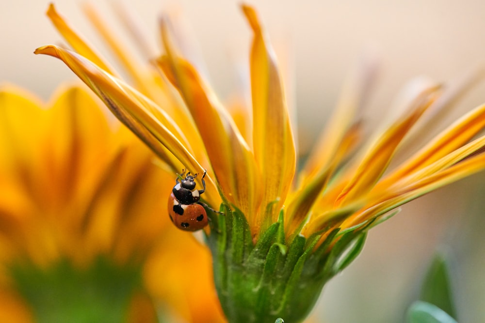 red ladybug on yellow flower in close up photography