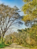 A scenic road is flanked by tall trees with sparse foliage on one side and bushy green canopies on the other. The clear blue sky provides a bright backdrop, while the road stretches into the distance, inviting exploration.