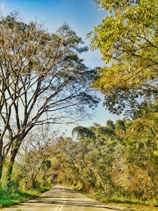 A scenic road is flanked by tall trees with sparse foliage on one side and bushy green canopies on the other. The clear blue sky provides a bright backdrop, while the road stretches into the distance, inviting exploration.