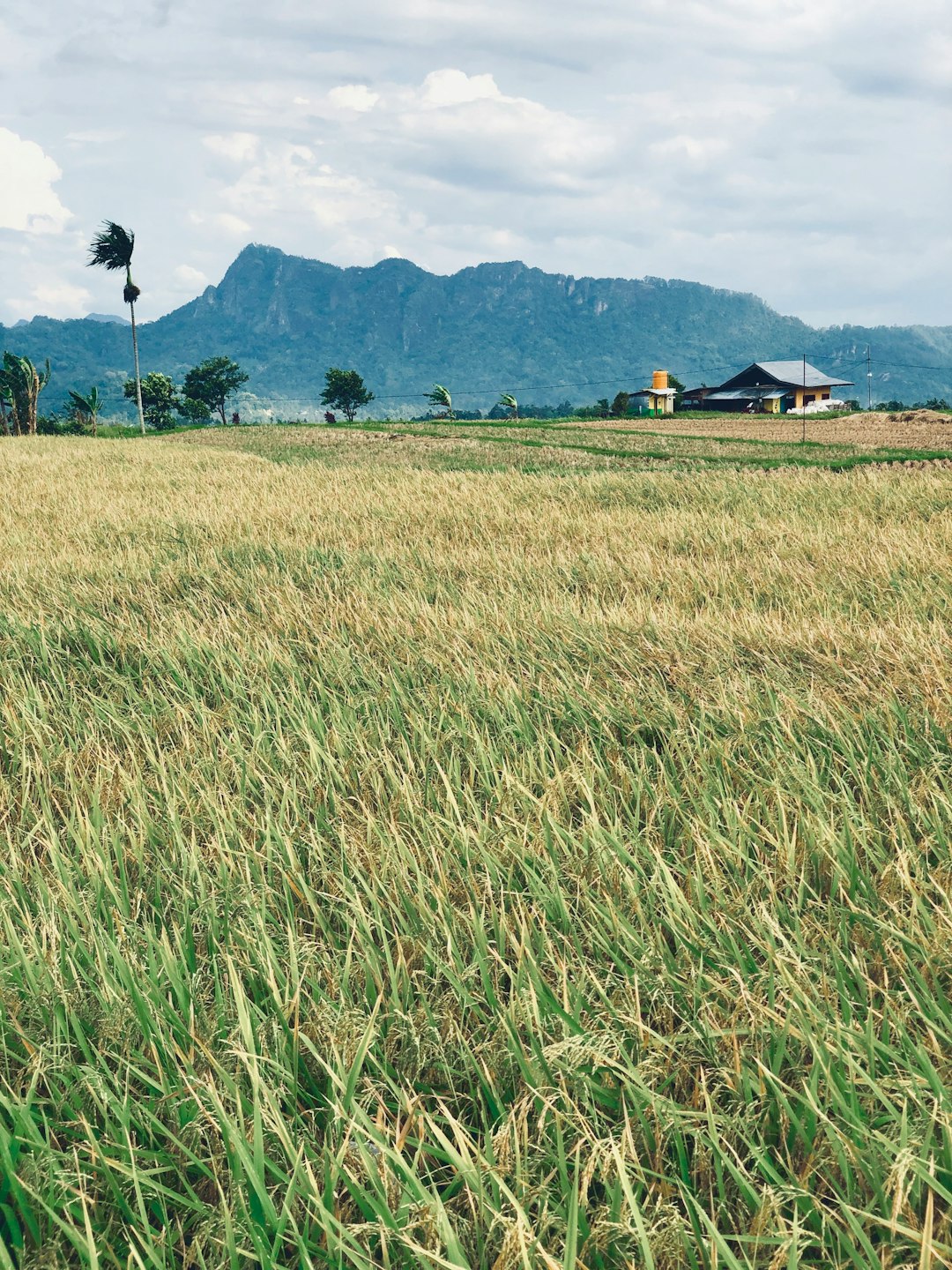 Plain photo spot Jalan Bukittinggi - Batusangkar West Sumatra