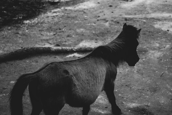 An artistic donkey avatar featuring geometric shapes and soft pastel tones