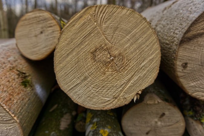 Les Avantages de la Construction en Bois Rond