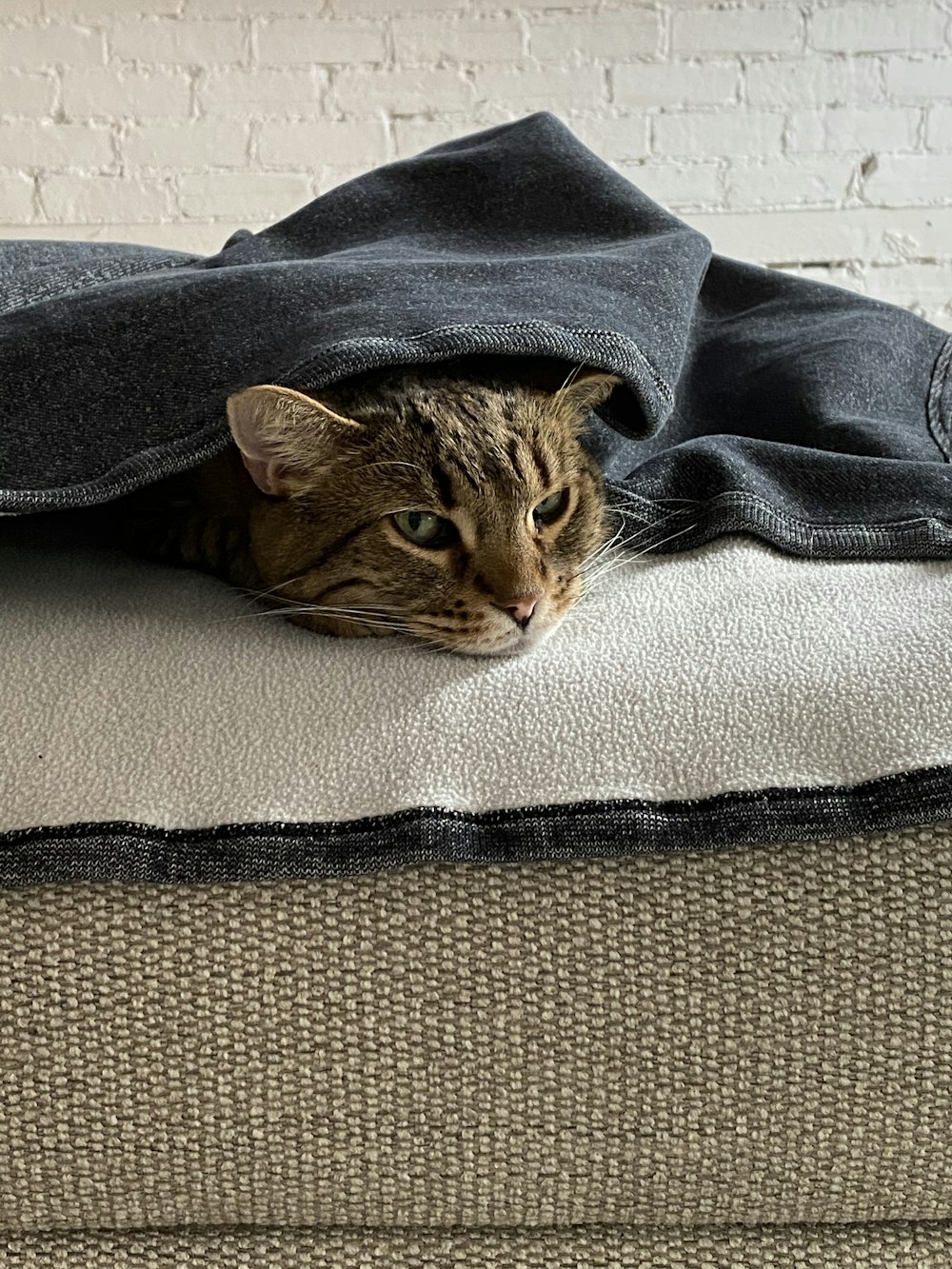 brown tabby cat on gray textile
