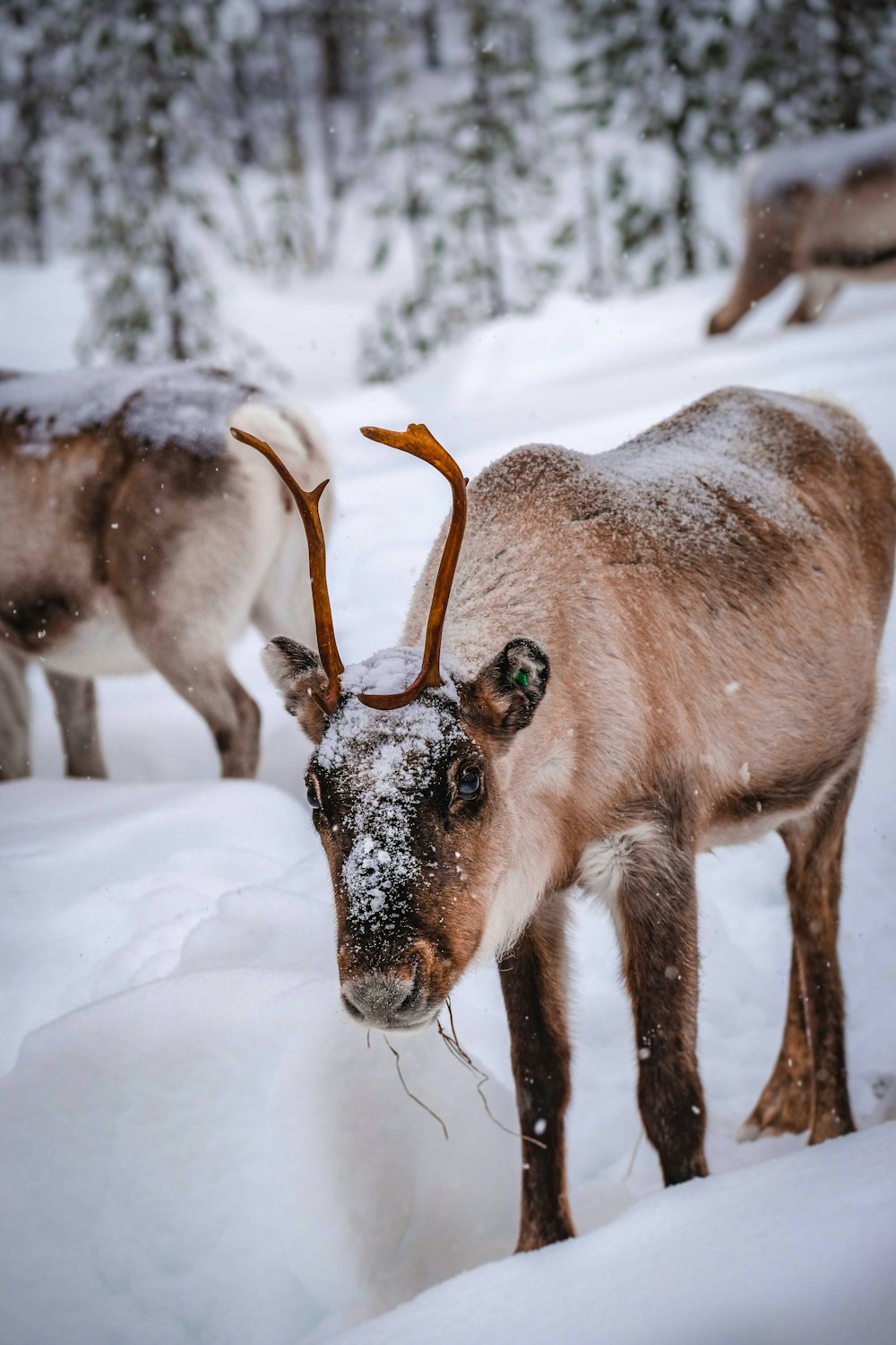 brown and white animal on snow covered ground during daytime