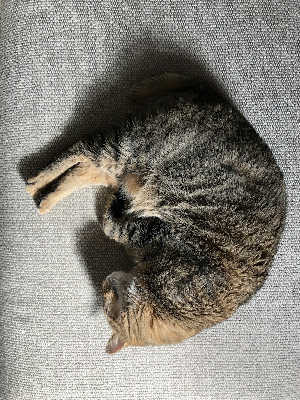 brown tabby cat lying on white textile