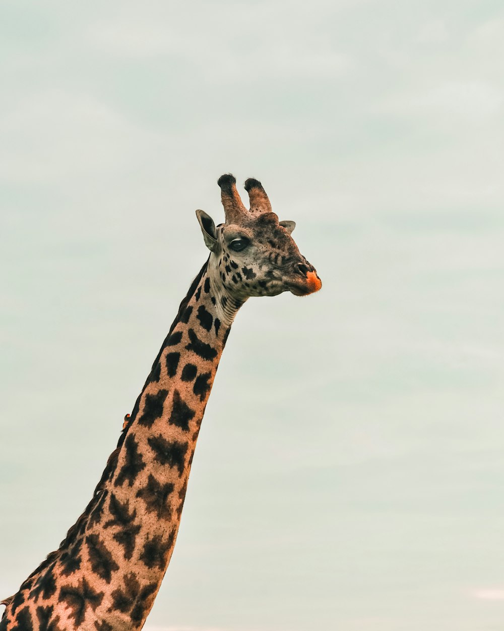 Braune und schwarze Giraffe tagsüber unter weißem Himmel