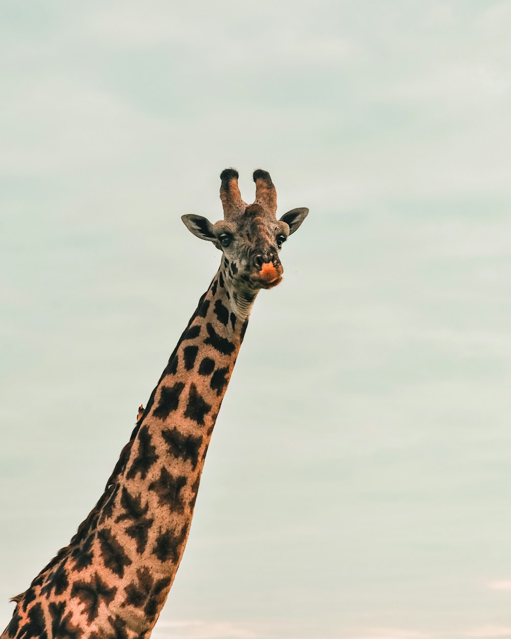 Girafe brune et noire sous ciel blanc pendant la journée