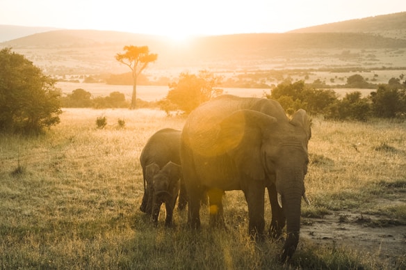 A serene savanna landscape is bathed in the warm glow of the setting sun. Two elephants, one adult and one calf, stand in the foreground as the golden light creates a tranquil and majestic atmosphere. The background features gently rolling hills and scattered acacia trees dotting the vast plains.