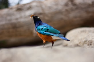 A vibrantly colored bird with striking blue and orange feathers holds a small object in its beak while standing on a blurred, earthy surface. The background is out of focus, highlighting the bird against a neutral-toned, natural backdrop.