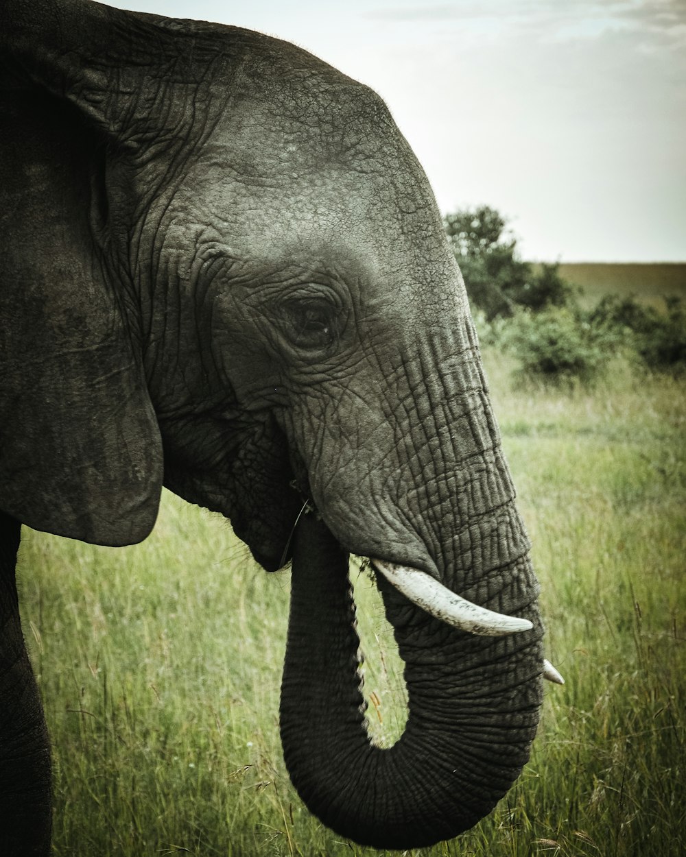 Elefant steht tagsüber auf grünem Grasfeld