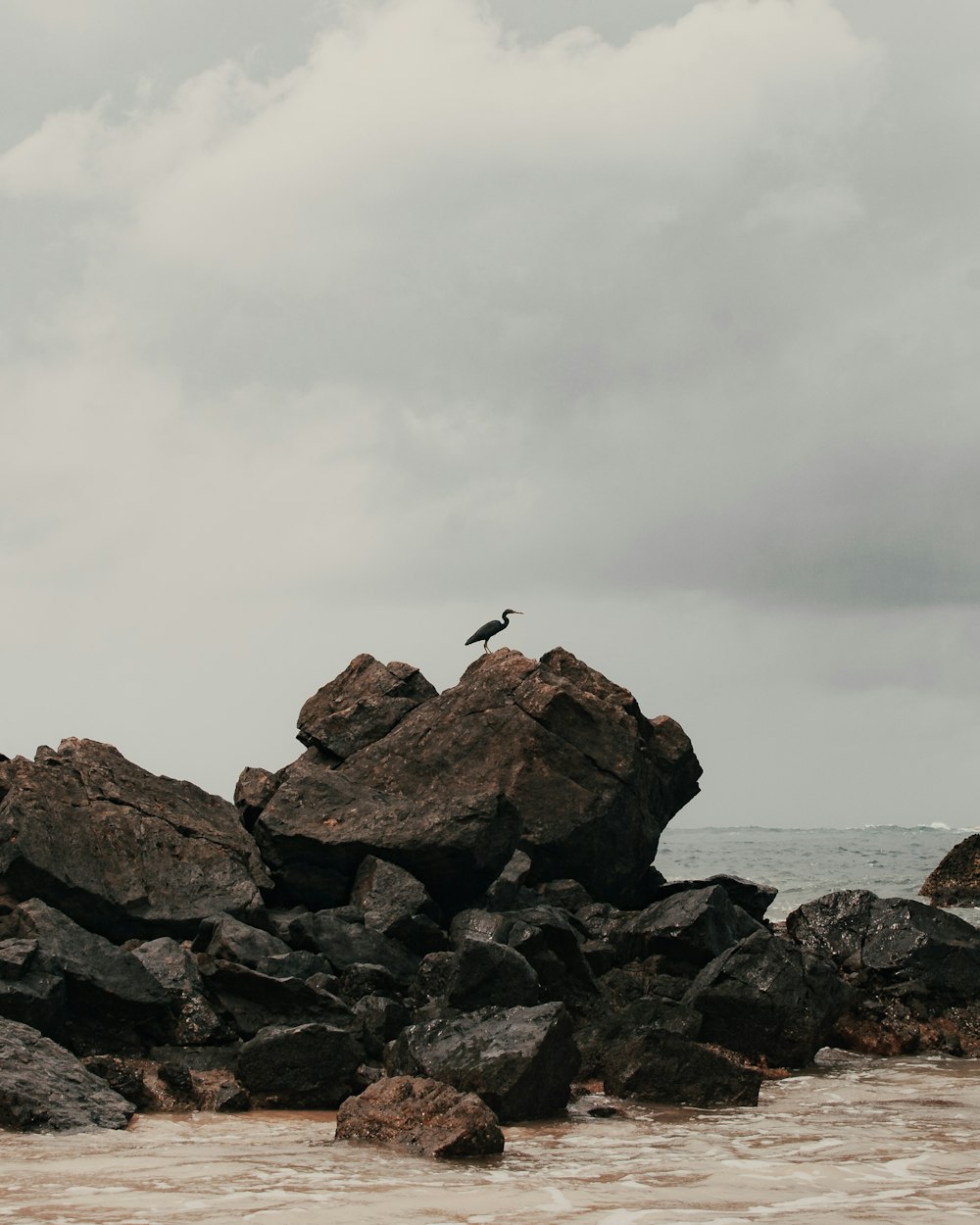 bird flying over the rocky shore during daytime