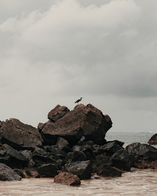 bird flying over the rocky shore during daytime in Palawan Philippines