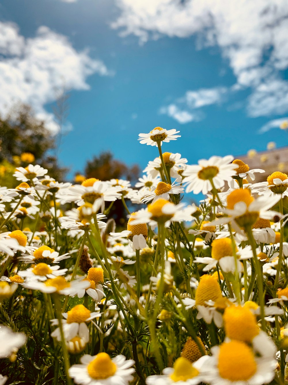 yellow flowers under blue sky during daytime