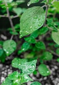 Close-up of fresh water droplets on vibrant green leaves after a morning rain.