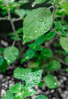 A close-up of glossy leaves with droplets of water, freshly maintained.
