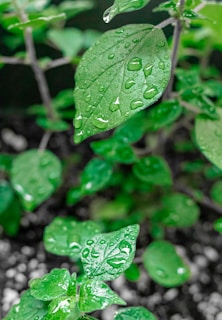 A close-up of glossy leaves with droplets of water, freshly maintained.