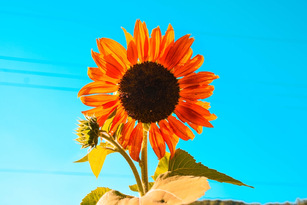 sunflower under blue sky during daytime