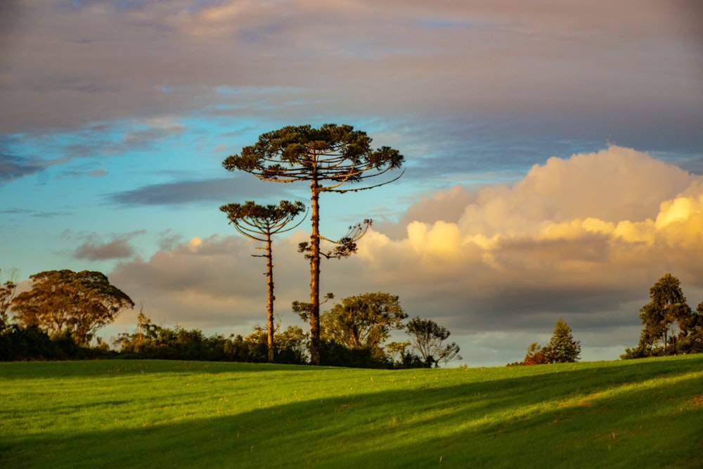 campo de grama verde com árvores sob nuvens brancas e céu azul durante o dia