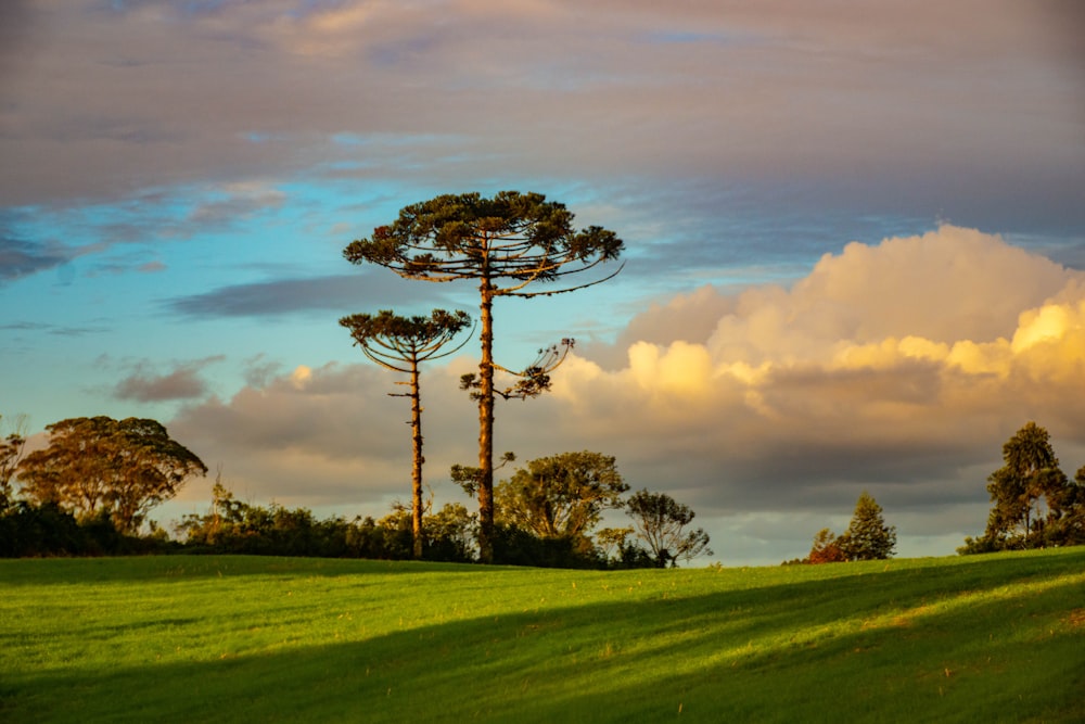 green grass field with trees under white clouds and blue sky during daytime