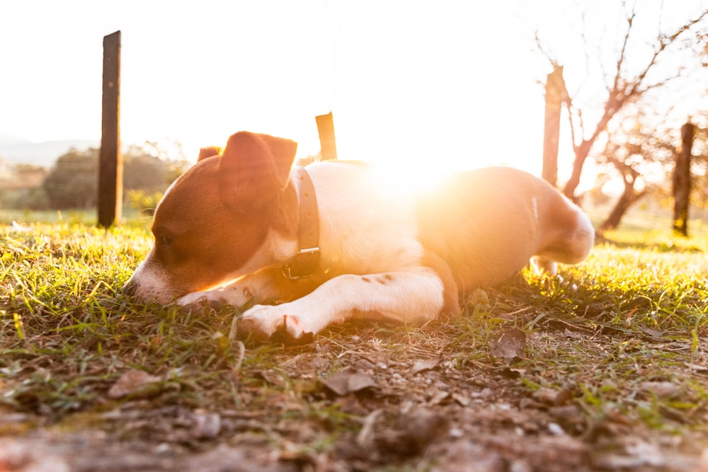 brown and white short coated dog lying on ground during daytime