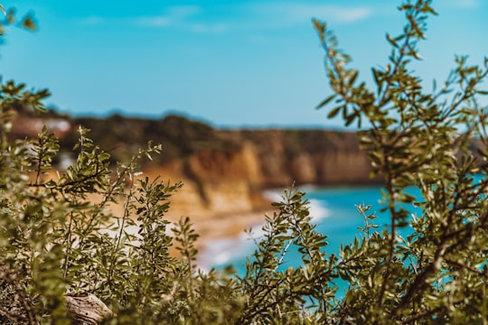 green plant near brown rock formation during daytime in Lagos Portugal