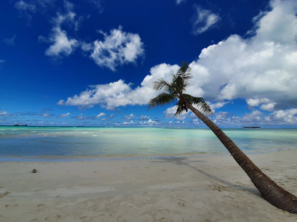 A sunlit beach scene with a weathered palm tree leaning over turquoise waves under a clear blue sky.