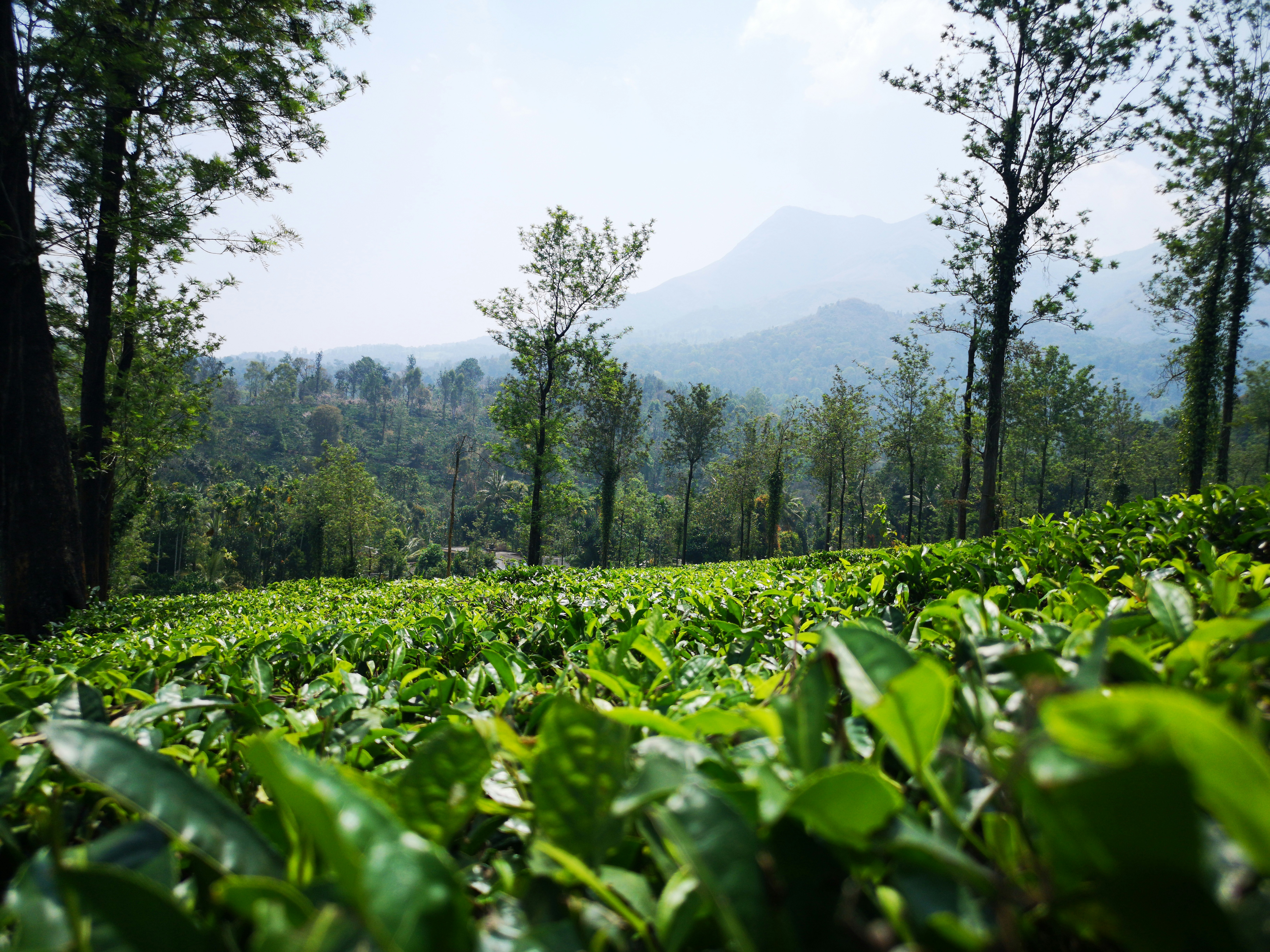 Wayanad tea estates during Monsoon