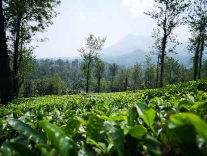 A lush green tea plantation with rows of vibrant tea plants stretches towards the background. Tall trees are scattered throughout the landscape, offering a sense of depth to the scene. In the distance, hazy hills rise under a slightly overcast sky, adding a serene and tranquil atmosphere.
