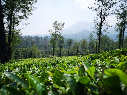 green grass field near mountain during daytime in Wayanad India