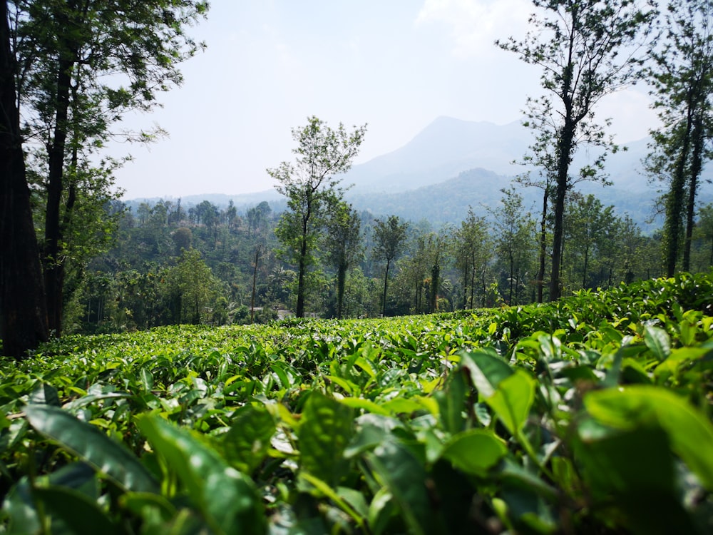 green grass field near mountain during daytime