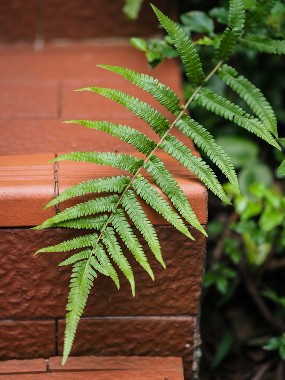 green plant on brown concrete wall