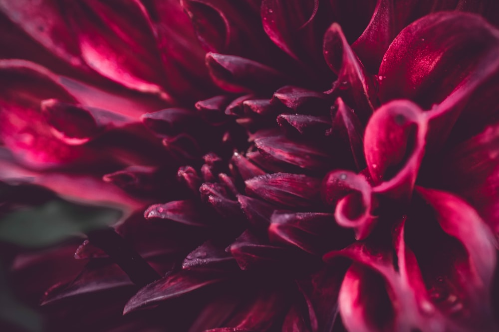 pink flower in macro shot