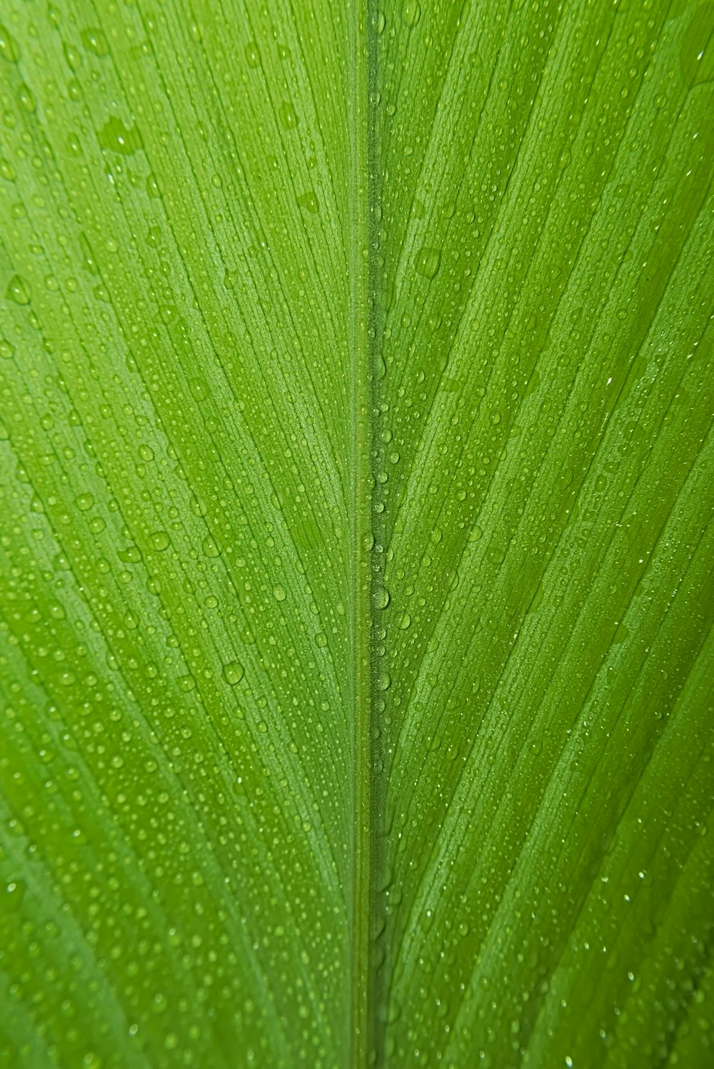 macro photography of green leaf