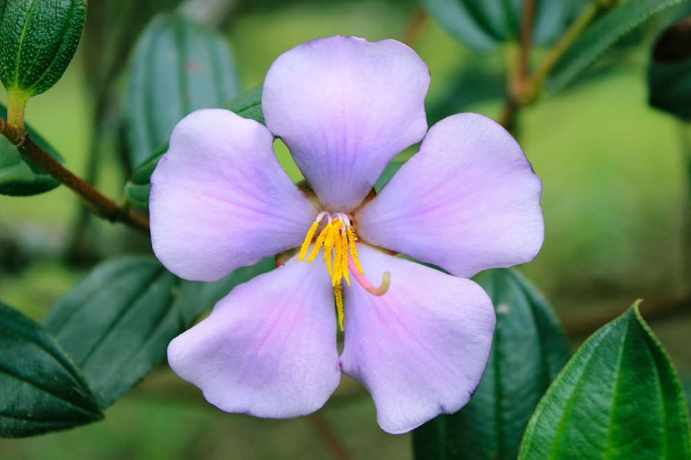 purple flower in macro shot