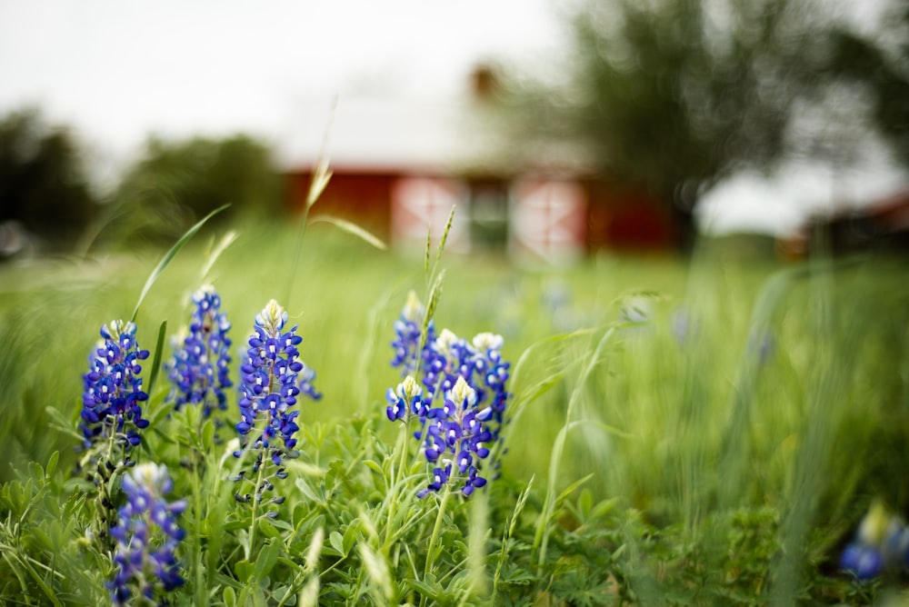 purple flowers in front of red and white barn