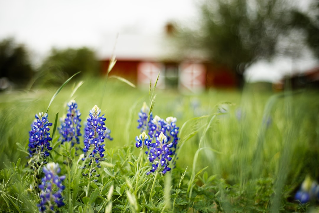 purple flowers in front of red and white barn